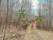 6.5 Acre Wooded Escape! Lincoln-Oneida Co. Line!