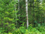 5.2 Acres Recreational Land for Sale near Couderay, WI