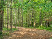 5.75 Acres Recreational Land for Sale - Sawyer County, WI