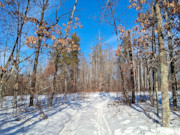 2-Acre Wooded Parcel Near the Namekagon River - Trego, WI