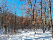 4+ Acre Buildable Northwoods Property Near Spooner, WI
