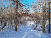 Nearly 9-Acre Wooded Parcel Adjoining National Forest - Trego, WI