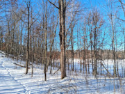 Nearly 9-Acre Wooded Parcel Adjoining National Forest - Trego, WI