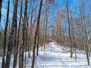 Nearly 9-Acre Wooded Parcel Adjoining National Forest - Trego, WI