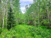 41 Acres Hunting Land Adjoining National Forest!