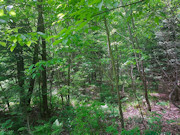 41 Acres Hunting Land Adjoining National Forest! 41 Acres Hunting Land Adjoining National Forest!