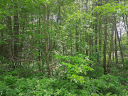 41 Acres Hunting Land Adjoining National Forest! 41 Acres Hunting Land Adjoining National Forest!