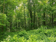 41 Acres Hunting Land Adjoining National Forest! 41 Acres Hunting Land Adjoining National Forest!