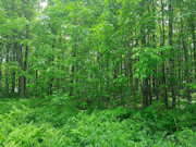 41 Acres Hunting Land Adjoining National Forest! 41 Acres Hunting Land Adjoining National Forest!