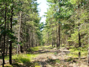 7-Acre Wooded Getaway - Hunting, Camping, & ATV Trails!
