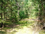 7-Acre Wooded Getaway - Hunting, Camping, & ATV Trails!