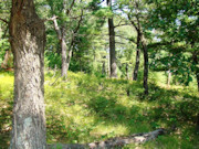 7-Acre Wooded Getaway - Hunting, Camping, & ATV Trails!