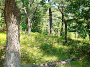 Central WI Cabin on 2 Acres Near Castle Rock Lake!