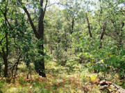 Central WI Cabin on 2 Acres Near Castle Rock Lake!